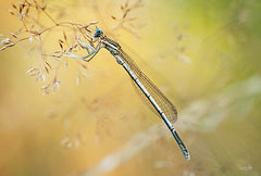 MPP829 - Damselfly - 18x12