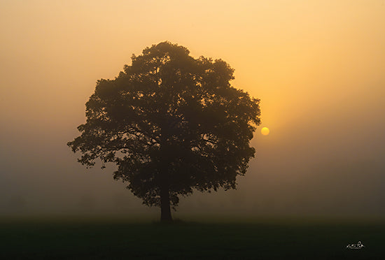 Martin Podt Licensing MPP835LIC - MPP835LIC - Solitary Oak - 0  from Penny Lane