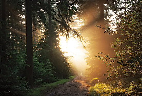 Martin Podt MPP837 - MPP837 - Light Explosion - 18x12 Photography, Trees, Path, Sunlight, Forest, Landscape from Penny Lane