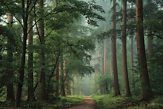 Martin Podt MPP839 - MPP839 - Moody Green - 18x12 Photography, Forest, Path, Trees, Woods, Nature from Penny Lane