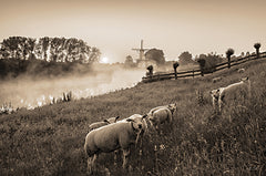 MPP841 - Grazing Sheep    - 18x12