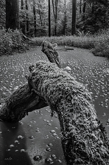 Martin Podt MPP848 - MPP848 - The Puddle - 12x18 Photography, Pond, Black & White, Trees from Penny Lane