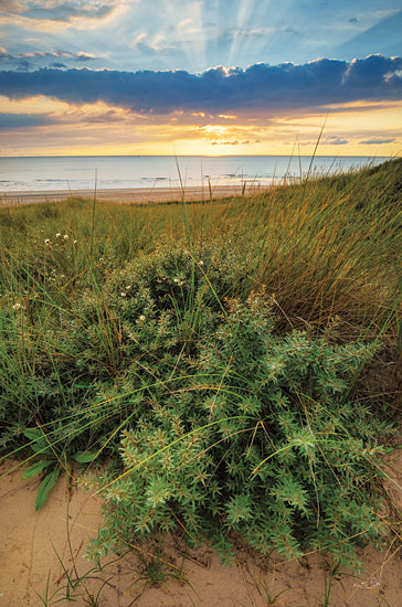 Martin Podt MPP853 - MPP853 - Dutch Dunes - 12x18 Dutch Dunes, Photography, Greenery, Grass, Sunlight, Coastal, Landscape from Penny Lane