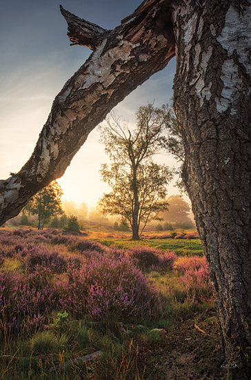 Martin Podt MPP856 - MPP856 - The Fallen - 12x18 Fallen Tree, Photography, Photography, Landscape from Penny Lane