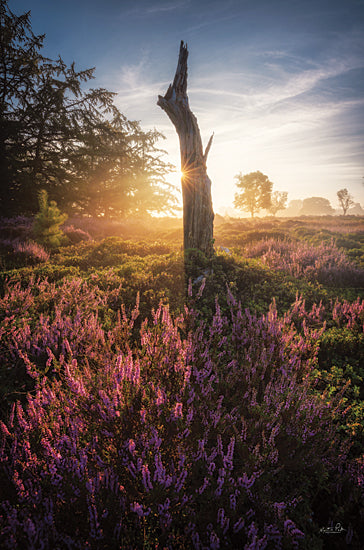 Martin Podt MPP857 - MPP857 - Sun Blocker - 12x18 Trees, Photography, Photography, Landscape from Penny Lane