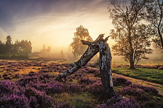 Martin Podt MPP858 - MPP858 - Broken in Heaven - 18x12 Broken Tree, Trees, Photography, Photography, Landscape from Penny Lane