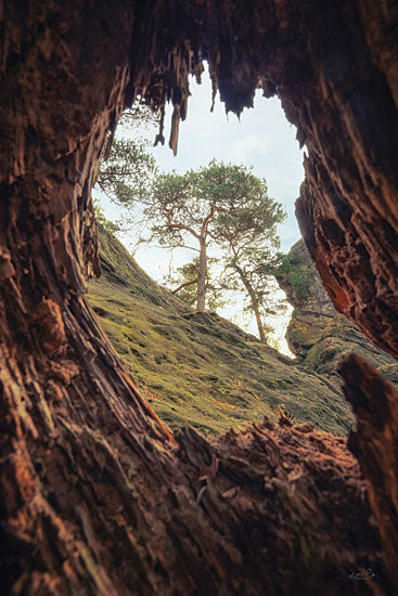 Martin Podt MPP882 - MPP882 - A View Through a Tree - 12x18 Photography, Trees, Nature, View Through a Tree, Nature from Penny Lane