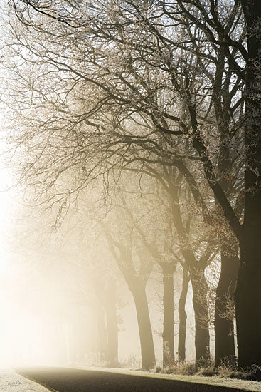 Martin Podt MPP892 - MPP892 - Fading Into the Light - 12x18 Trees, Landscape, Photography, Nature, Sunlight from Penny Lane