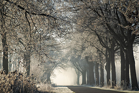 Martin Podt MPP893 - MPP893 - Dressed for Winter - 18x12 Trees, Landscape, Photography, Paths, Road, Tree-Lined Road, Sunlight, Winter from Penny Lane