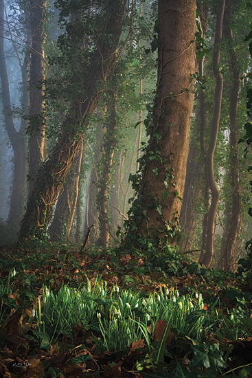 Martin Podt MPP902 - MPP902 - Enlighted Snowdrops - 12x18 Photography, Trees, Forest, Leaves, Flowers, Snowdrops, Landscape from Penny Lane