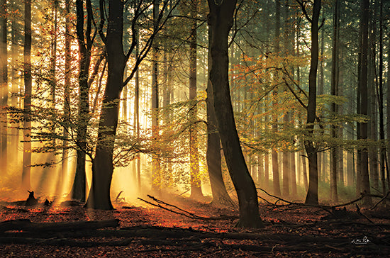 Martin Podt MPP905 - MPP905 - Autumn Light - 18x12 Photography, Fall, Landscape, Trees, Forest, Sunlight, Leaves, Red Leaves, Autumn Light from Penny Lane