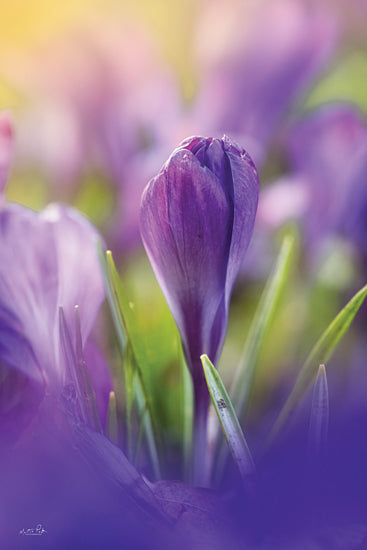 Martin Podt MPP910 - MPP910 - Shining at Sunset - 12x18 Photography, Flowers, Purple Flowers, Spring from Penny Lane