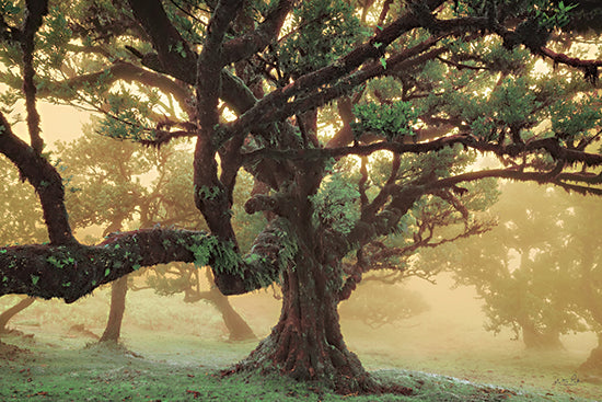 Martin Podt MPP929 - MPP929 - Tree Dreams - 18x12 Photography. Trees, Forest, Landscape from Penny Lane