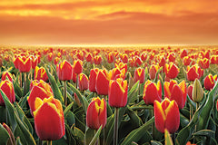 MPP947 - Tulips on Fire - 18x12