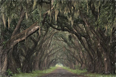 MPP954 - Alley of Oaks - 18x12