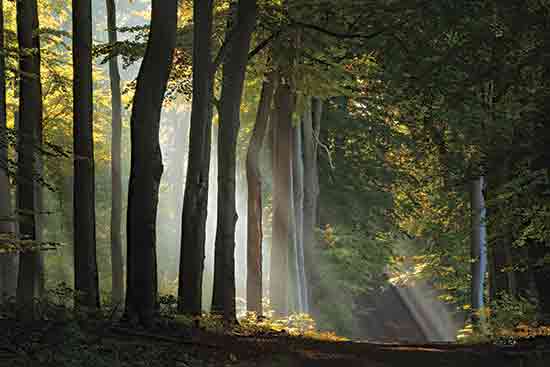 Martin Podt MPP976 - MPP976 - Path of Light - 18x12 Photography, Landscape, Trees, Forest, Sunlight, Nature, Path of Light from Penny Lane