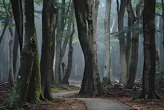 Martin Podt MPP980 - MPP980 - Winding Through the Trees - 18x12 Photography, Landscape, Trees, Forest, Path, Fog, Moss, Winding Path from Penny Lane