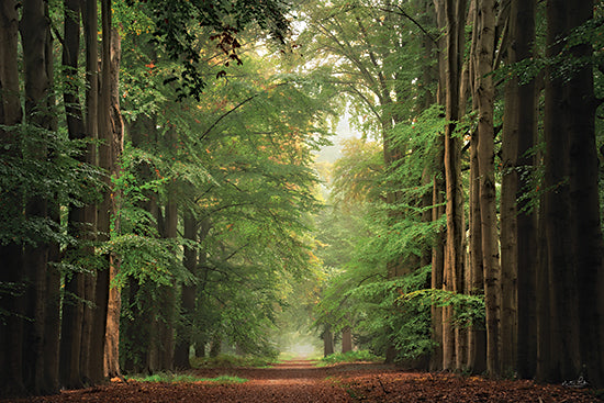 Martin Podt MPP992 - MPP992 - Forest Bound - 18x12 Photography, Landscape, Forest, Trees, Path, Leaves, Sunlight, Nature, Forest Bound from Penny Lane