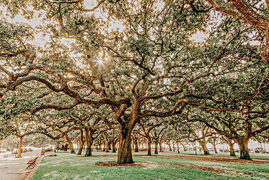 Jennifer Rigsby RIG108 - RIG108 - Low Country Oaks II - 18x12 Trees, Low Country Oaks, Oak Trees, Knotted Limbs, Photography, Landscape, Nature, Photography from Penny Lane