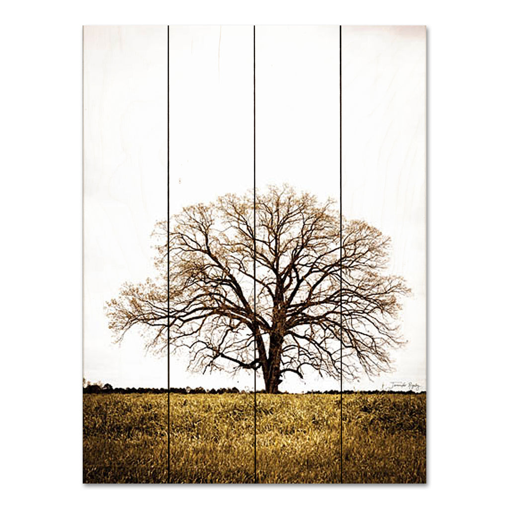 Jennifer Rigsby RIG115PAL - RIG115PAL - Legacy Oak - 12x16 Tree, Landscape, Photography, Oak Tree, Field from Penny Lane