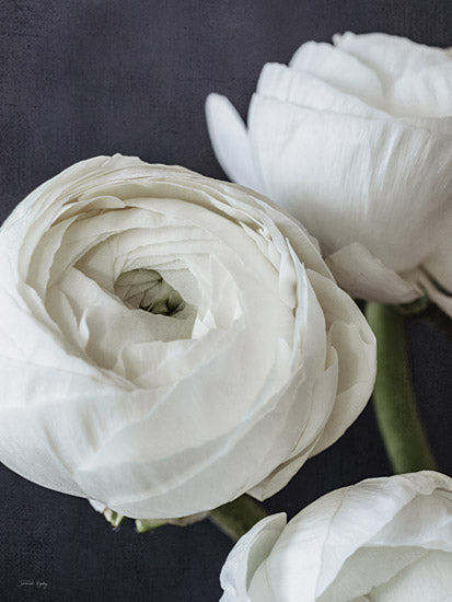 Jennifer Rigsby RIG131 - RIG131 - Refined Beauty II - 12x16 Photography, Flowers, White Flowers, Black Background, Spring, Still Life from Penny Lane