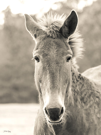 Jennifer Rigsby RIG142 - RIG142 - Mrs. Mule - 12x16 Photography, Mule, Sepia, Mule's Head, Female Mule from Penny Lane