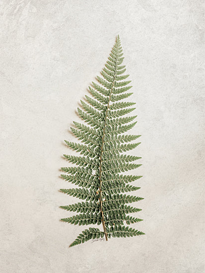 Jennifer Rigsby RIG156 - RIG156 - Vintage Fern I - 12x16 Fern, Greenery, Leaves, Photography from Penny Lane