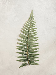 RIG156 - Vintage Fern I - 12x16