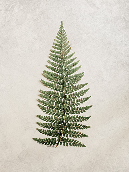 Jennifer Rigsby RIG157 - RIG157 - Vintage Fern II - 12x16 Fern, Greenery, Leaves, Photography from Penny Lane