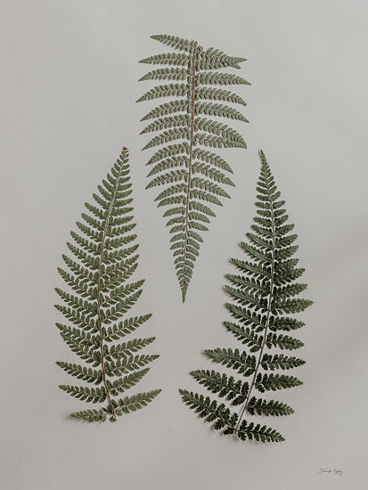 Jennifer Rigsby RIG165 - RIG165 - Light Fern Study I - 12x16 Photography, Nature, Ferns, Study, Pteridology from Penny Lane