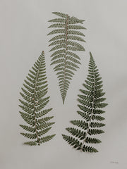 RIG165 - Light Fern Study I - 12x16