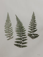 RIG166 - Light Fern Study II - 12x16