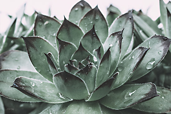 Jennifer Rigsby RIG175 - RIG175 - Dewy Succulent I - 18x12 Succulent, Cactus, Photography, Dew, Nature from Penny Lane