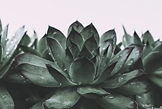 Jennifer Rigsby RIG176 - RIG176 - Dewy Succulent II - 18x12 Succulent, Cactus, Photography, Dew, Nature from Penny Lane