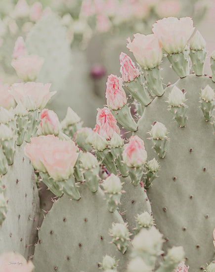 Jennifer Rigsby RIG182 - RIG182 - Blooms Abound I - 12x16 Abstract, Cactus, Blooming Cactus, Pink Flowers, Photography, Botanical from Penny Lane