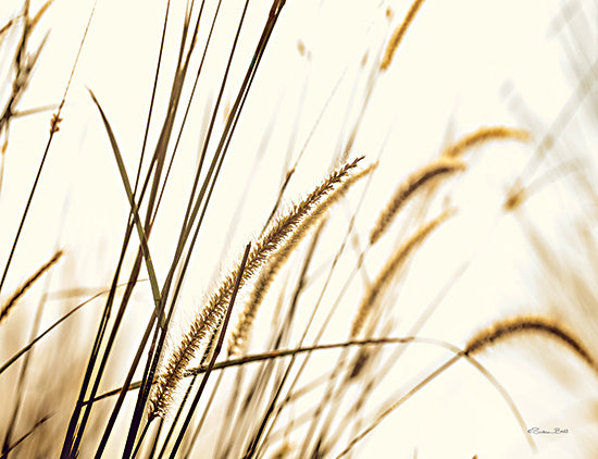 Susan Ball SB1139 - SB1139 - Foxtail     - 16x12 Foxtail, Nature, Landscape, Photography, Fall from Penny Lane