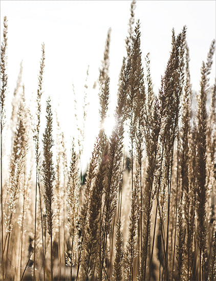 Susan Ball SB1140 - SB1140 - Sun Through Field   - 12x16 Sunlight, Nature, Landscape, Photography, Fall from Penny Lane