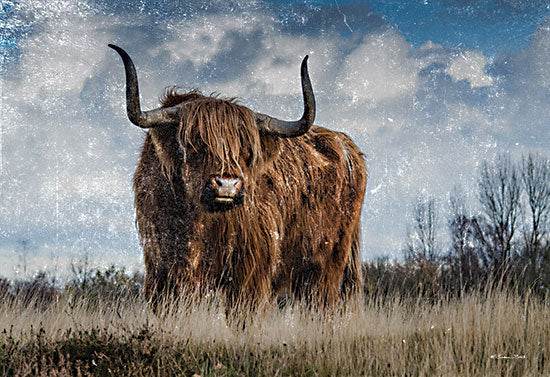 Susan Ball SB1243 - SB1243 - Highland Bull Vintage 1 - 18x12 Highland Bull, Photography, Field, Vintage, Landscape from Penny Lane