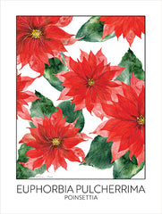 SB1355 - Poinsettia - 12x16