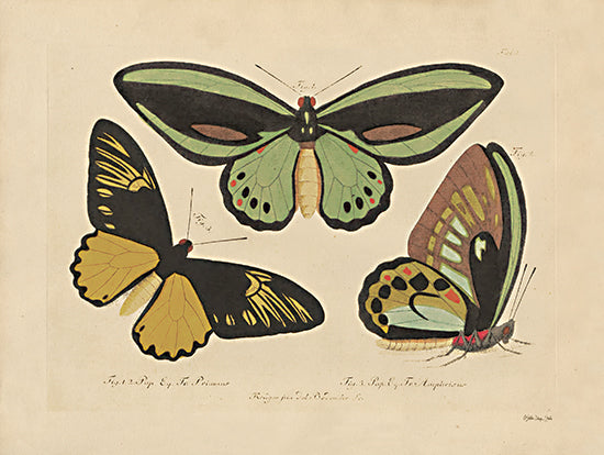 Stellar Design Studio Licensing SDS1174LIC - SDS1174LIC - Vintage Butterflies 3 - 0  from Penny Lane