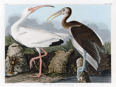 SDS1189LIC - White Ibis    - 0