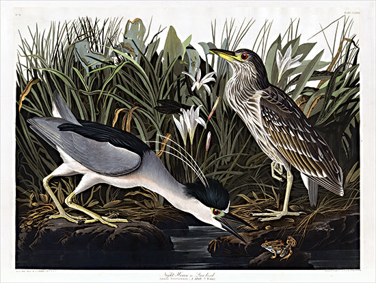 Stellar Design Studio Licensing SDS1192LIC - SDS1192LIC - Audubon Night Heron     - 0  from Penny Lane