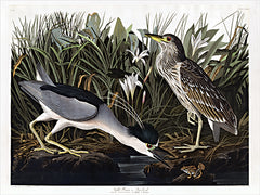 SDS1192LIC - Audubon Night Heron     - 0