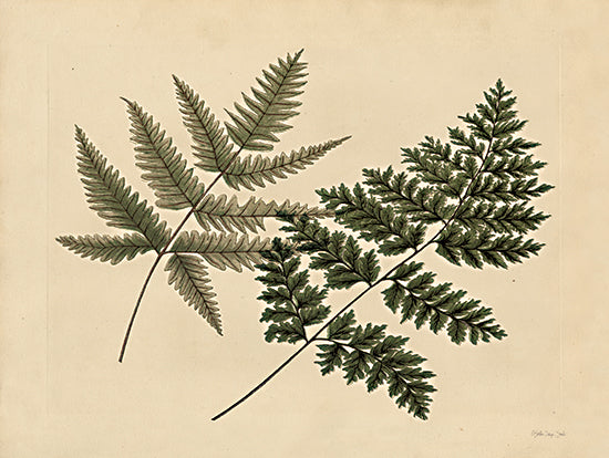 Stellar Design Studio Licensing SDS1196LIC - SDS1196LIC - Antique Ferns 1 - 0  from Penny Lane