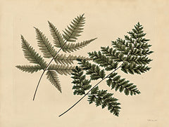 SDS1196LIC - Antique Ferns 1 - 0