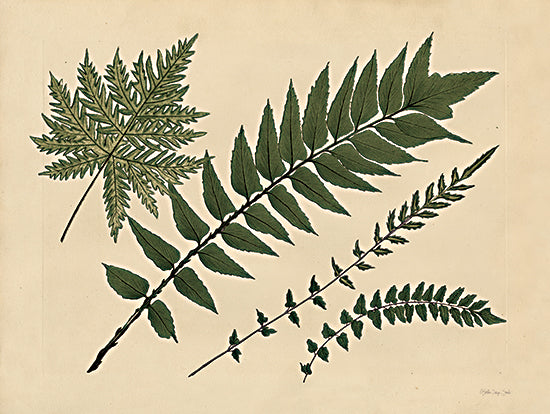 Stellar Design Studio Licensing SDS1197LIC - SDS1197LIC - Antique Ferns 2 - 0  from Penny Lane