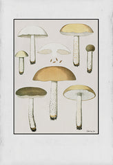 SDS1234 - Mushroom Study - 12x18