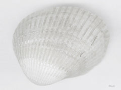 SDS1289 - Soft Scallop 4 - 16x12