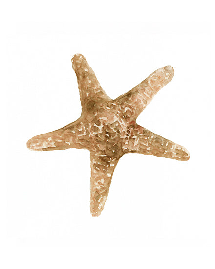 Stellar Design Studio SDS491 - SDS491 - Neutral Shell Collection 3   - 12x12 Shell, Coastal, Seashell, Starfish from Penny Lane