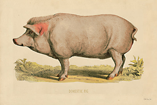 Stellar Design Studio SDS530 - SDS530 - Domestic Pig - 18x12 Pig, Farm, Portrait from Penny Lane